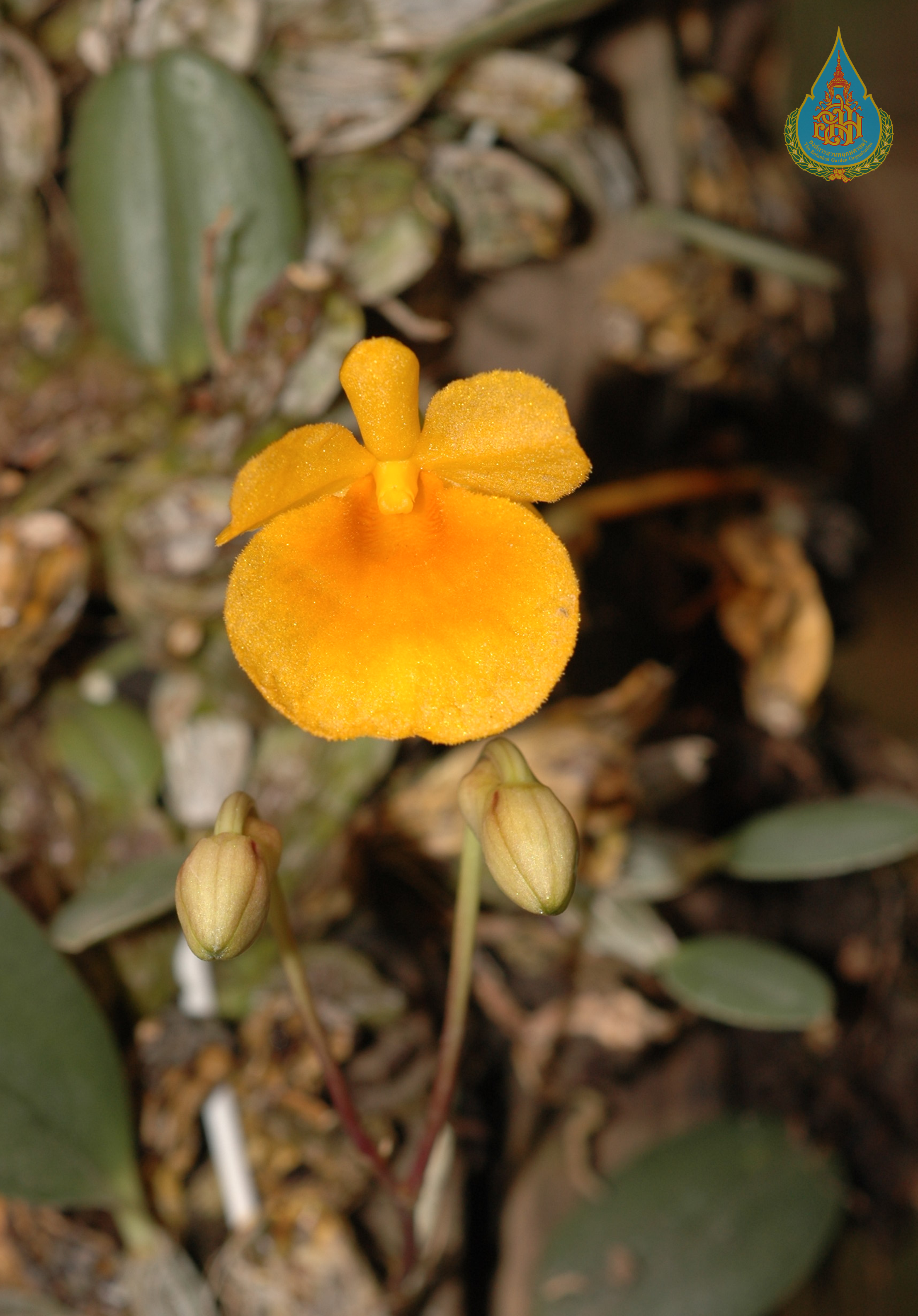 เอื้องผึ้งจิ๋ว Dendrobium jenkinsii Wall. ex Lindl.<br/>ORCHIDACEAE